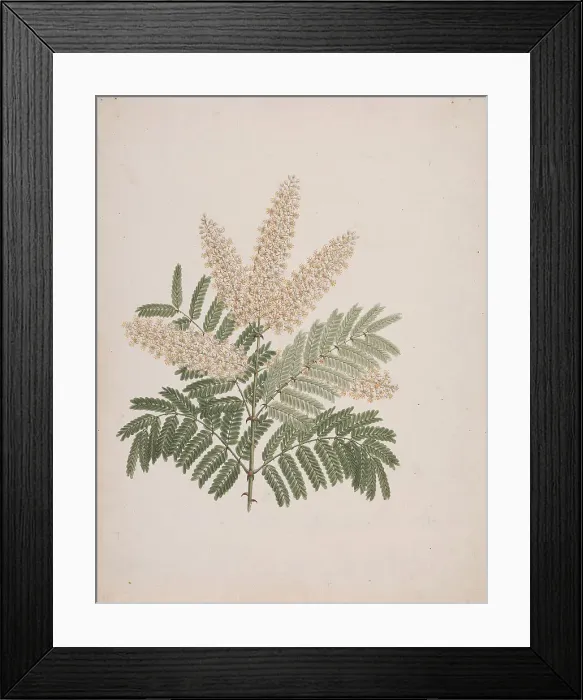 Framed Print : Brucea Antidysenterica J Miller James Bruce's Tree Framed Print : Brucea Antidysenterica J Miller James Bruce's Tree