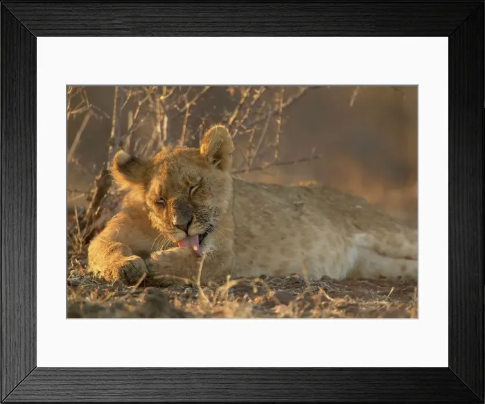 Framed Print : Lion (Panthera leo) cub licking its paw Framed Print : Lion (Panthera leo) cub licking its paw