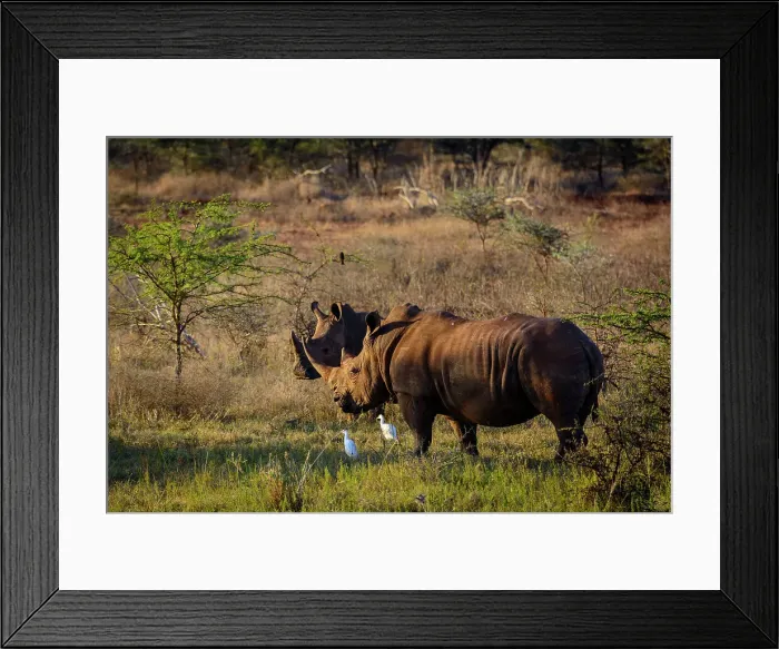 Framed Print : White rhino or square-lipped rhinoceros (Ceratotherium simum) and Cattle Egret (Bubulcus ibis) Framed Print : White rhino or square-lipped rhinoceros (Ceratotherium simum) and Cattle Egret (Bubulcus ibis)