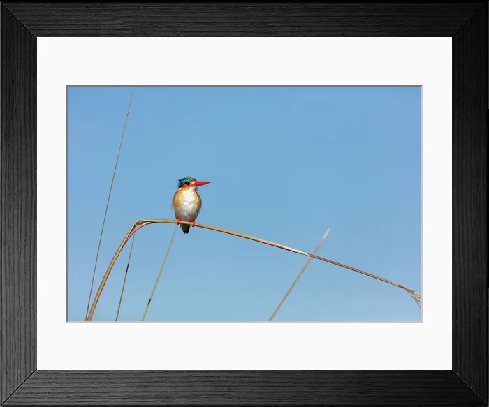 Framed Print : Malachite kingfisher (Corythornis cristatus) Framed Print : Malachite kingfisher (Corythornis cristatus)