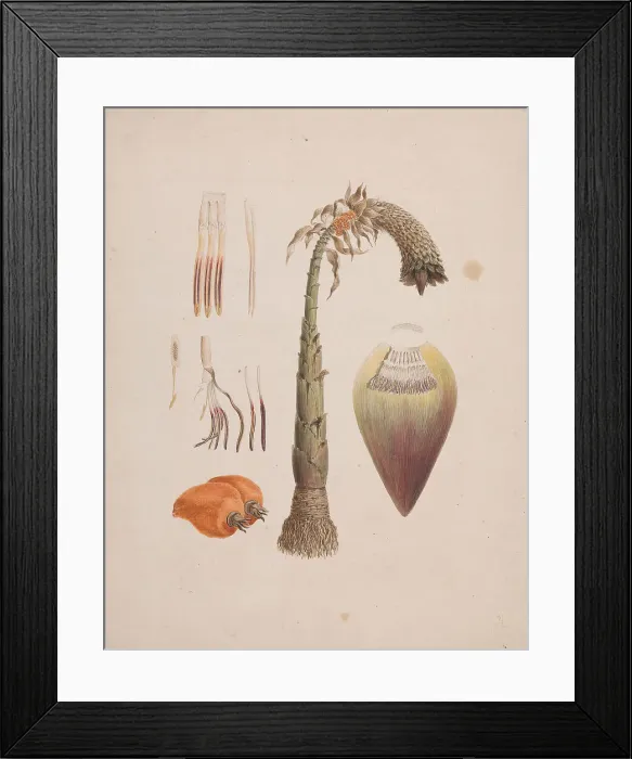 Framed Print : Euphorbia Abyssinica J.F Gmel. Ethiopian Tree-Spurge Framed Print : Euphorbia Abyssinica J.F Gmel. Ethiopian Tree-Spurge