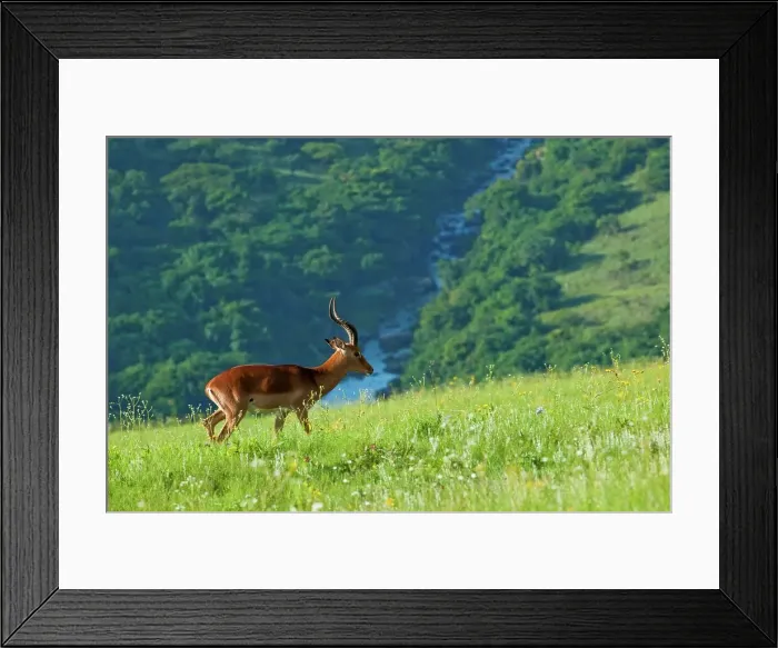 Framed Print : Impala Aepyceros malampus}. Umgeni Valley Nature Reserve Framed Print : Impala Aepyceros malampus}. Umgeni Valley Nature Reserve
