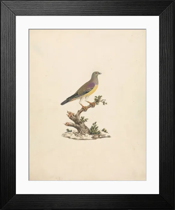 Framed Print : Binney Number Fish Luigi Balugani 1737-1770 Framed Print : Binney Number Fish Luigi Balugani 1737-1770