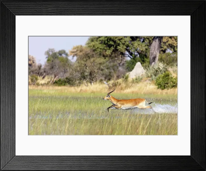 Framed Print : Red lechwe (Kobus leche leche) Framed Print : Red lechwe (Kobus leche leche)