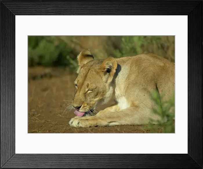 Framed Print : Lioness (Panthera leo) in the veld licking its paw Framed Print : Lioness (Panthera leo) in the veld licking its paw
