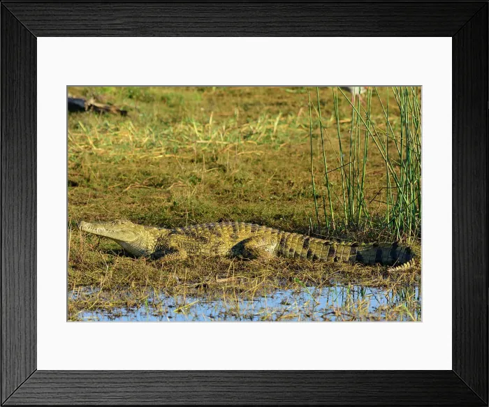 Framed Print : Nile crocodile (Crocodylus niloticus) on the shores of Lake Jozini (pongolapoort Dam) at White Elephant Lodge