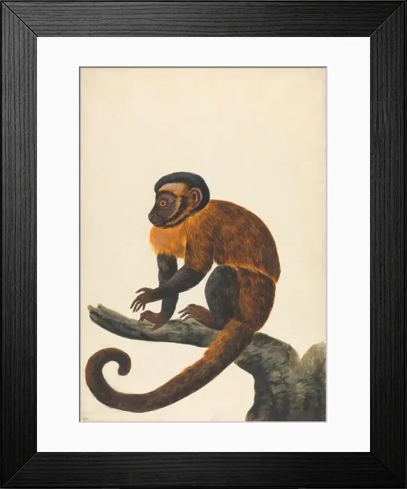 Framed Print : Capuchin Peter Paillou Younger Active 1757-1831