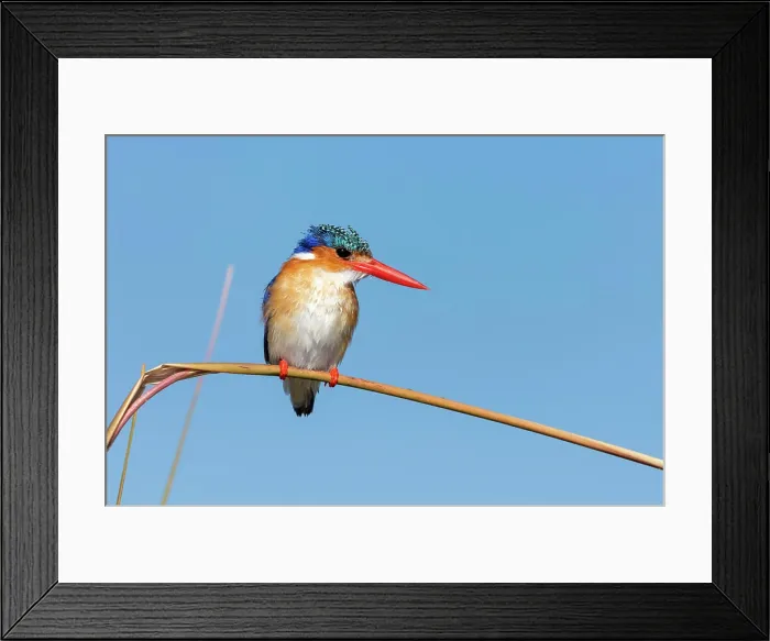 Framed Print : Malachite kingfisher (Corythornis cristatus. Okavango Delta. Botswana
