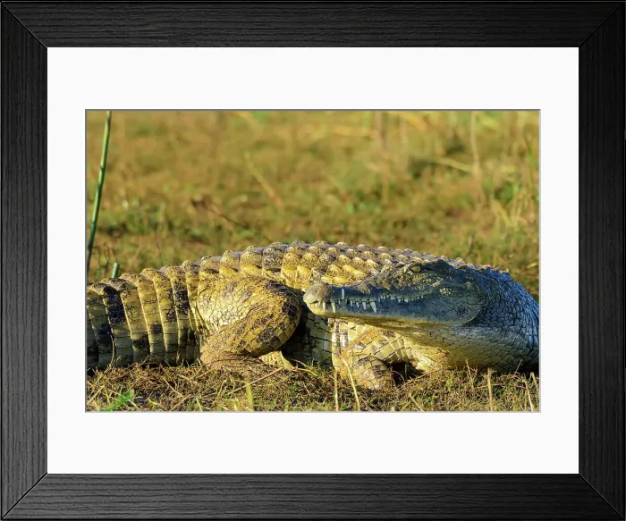 Framed Print : Nile crocodile (Crocodylus niloticus) on the shores of Lake Jozini (pongolapoort Dam) at White Elephant Lodge Framed Print : Nile crocodile (Crocodylus niloticus) on the shores of Lake Jozini (pongolapoort Dam) at White Elephant Lodge
