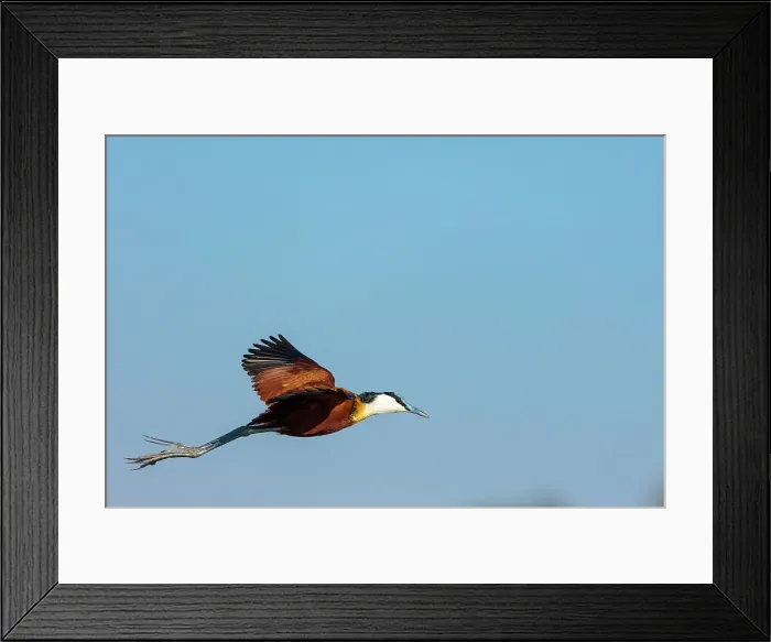 Framed Print : African jacana (Actophilornis africanus) in flight