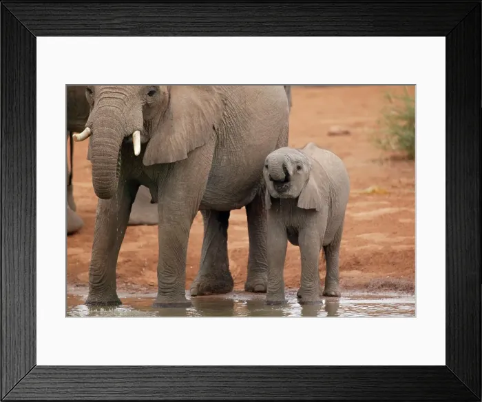 Framed Print : Elephant (Loxodonta africana) cow and calf drinking Framed Print : Elephant (Loxodonta africana) cow and calf drinking