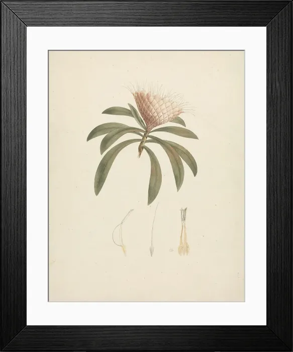 Framed Print : Pterolobium Stellatum Forssk Finished Drawing