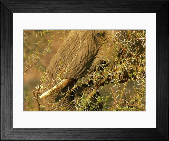 Framed Print : Elephants (Loxodonta africana) and acacia Framed Print : Elephants (Loxodonta africana) and acacia