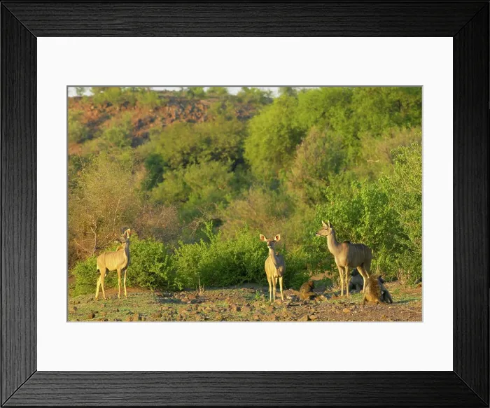 Framed Print : Kudu (Tragelaphus strepsiceros) and Chacma Baboon (Papio cynocephalus) in veld Framed Print : Kudu (Tragelaphus strepsiceros) and Chacma Baboon (Papio cynocephalus) in veld