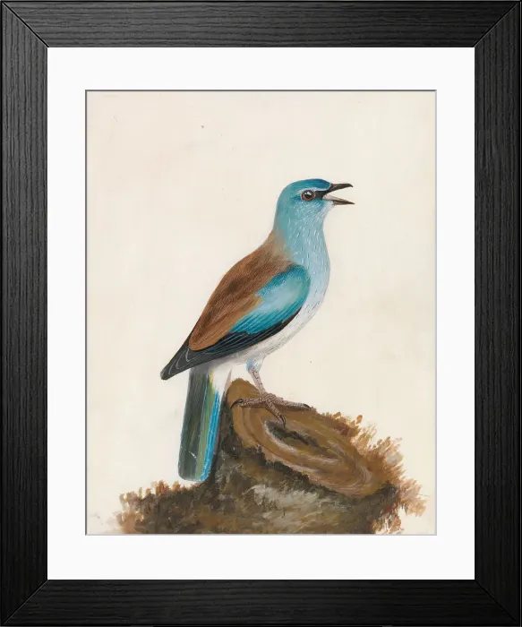 Framed Print : Roller Garrulous Roller William Lewin 1747-1795 Framed Print : Roller Garrulous Roller William Lewin 1747-1795