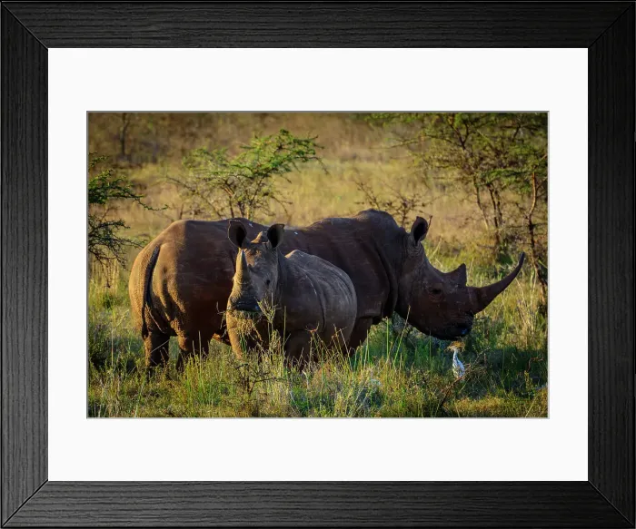 Framed Print : White rhino or square-lipped rhinoceros (Ceratotherium simum) and Cattle Egret (Bubulcus ibis)