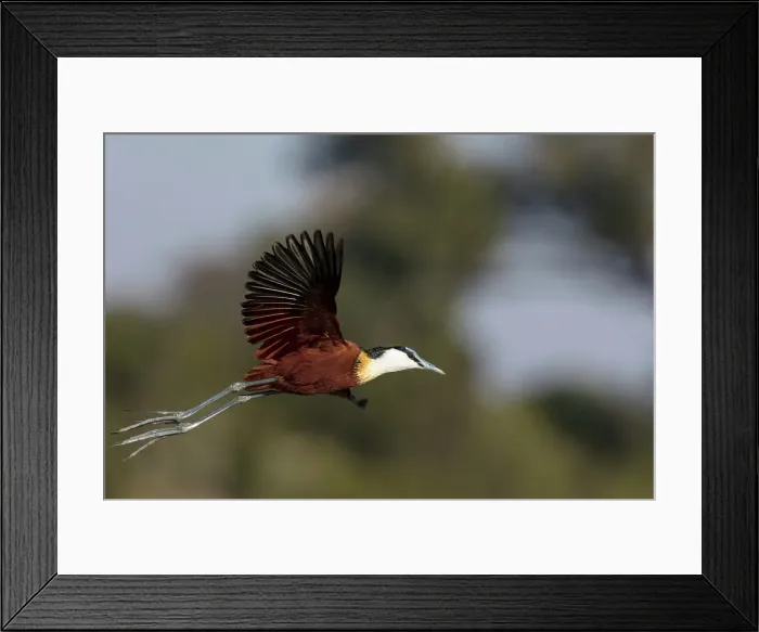 Framed Print : African jacana (Actophilornis africanus) in flight Framed Print : African jacana (Actophilornis africanus) in flight