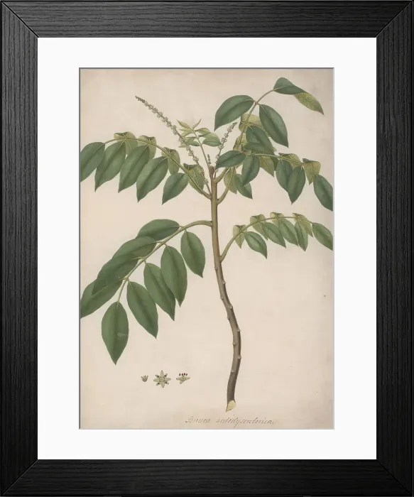 Framed Print : Brucea Antidysenterica J Miller James Bruce's Tree