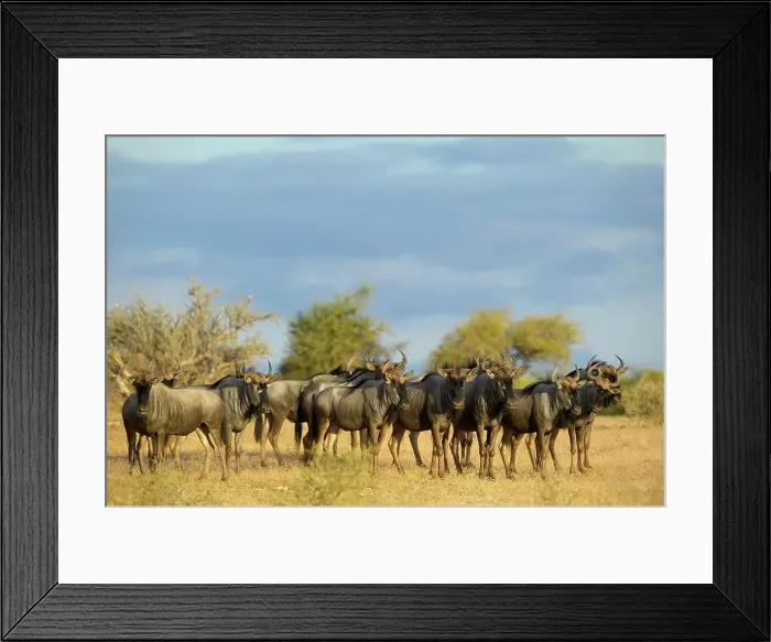 Framed Print : Blue Wildebeest (Connochaetes gnou) herd in veld Framed Print : Blue Wildebeest (Connochaetes gnou) herd in veld