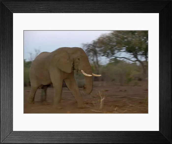 Framed Print : Elephants (Loxodonta africana) bull in musth walking in veld at dusk Framed Print : Elephants (Loxodonta africana) bull in musth walking in veld at dusk