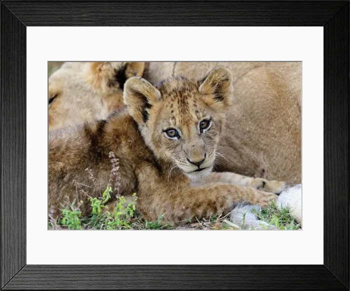 Framed Print : Lion (Panthera leo) cub. MalaMala (Mala Mala) Game Reserve Framed Print : Lion (Panthera leo) cub. MalaMala (Mala Mala) Game Reserve