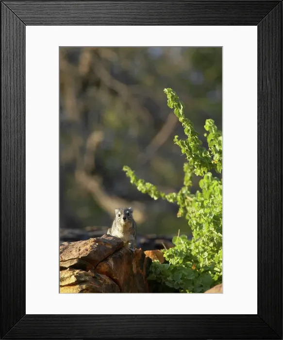 Framed Print : Yellow-Spotted Rock Dassie (Hyrax) (Hetrohyrax brucei) Framed Print : Yellow-Spotted Rock Dassie (Hyrax) (Hetrohyrax brucei)