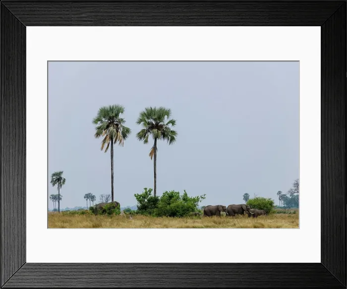 Framed Print : African Bush Elephant or African Savanna Elephant (Loxodonta africana)
