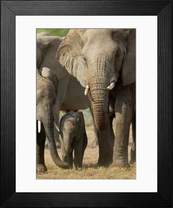 Framed Print : Elephant (Loxodonta africana) and her calf walking