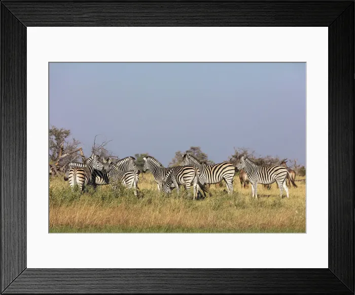 Framed Print : Plains zebra, common zebra or Burchell's zebra (Equus quagga) Framed Print : Plains zebra, common zebra or Burchell's zebra (Equus quagga)