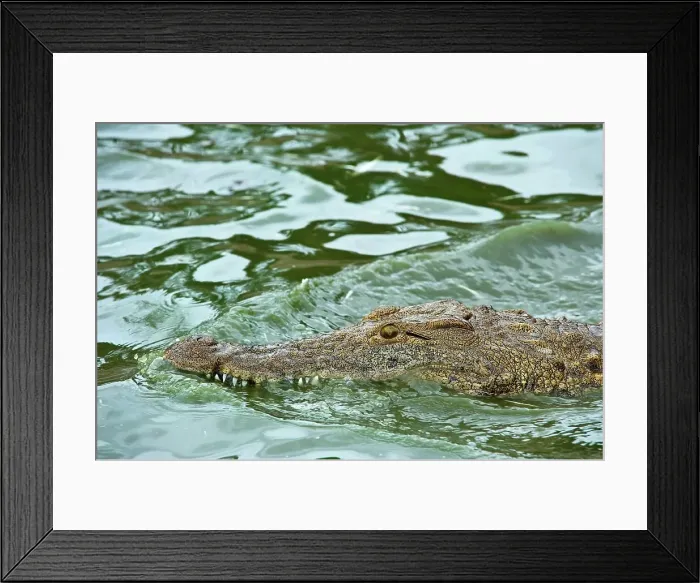 Framed Print : Nile Crocodile (Crocodylus niloticus) Framed Print : Nile Crocodile (Crocodylus niloticus)