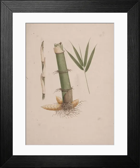 Framed Print : Sterculia Africana Lour. Fiori Finished Drawing Framed Print : Sterculia Africana Lour. Fiori Finished Drawing