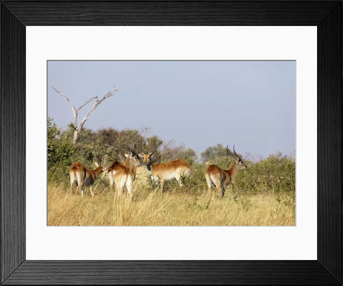 Framed Print : Red lechwe (Kobus leche leche) Framed Print : Red lechwe (Kobus leche leche)