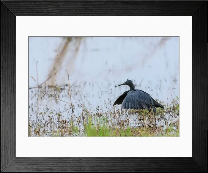 Framed Print : Black Heron or Black Egret (Egretta ardesiaca) Framed Print : Black Heron or Black Egret (Egretta ardesiaca)
