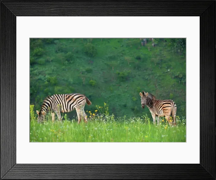 Framed Print : Burchell's Zebra (Equus burchelli) Framed Print : Burchell's Zebra (Equus burchelli)