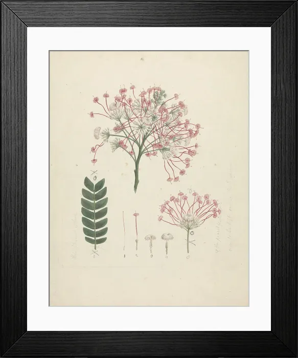 Framed Print : Mimosa Pigra L. Finished Drawing Luigi Balugani Framed Print : Mimosa Pigra L. Finished Drawing Luigi Balugani
