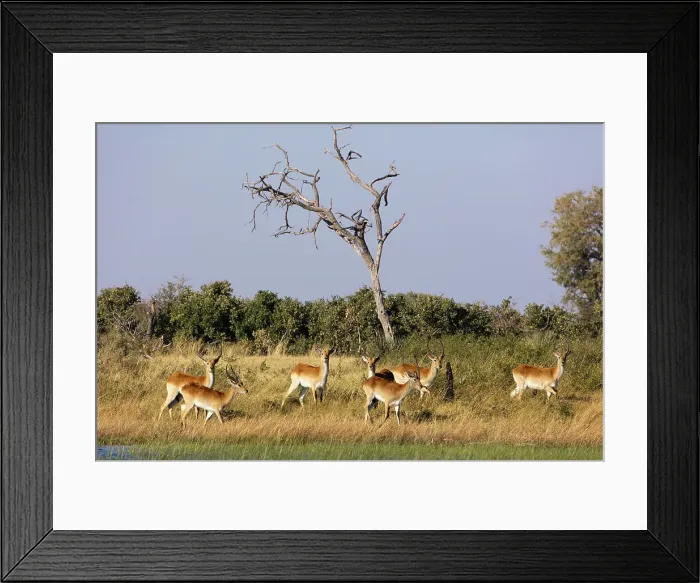 Framed Print : Red lechwe (Kobus leche leche) Framed Print : Red lechwe (Kobus leche leche)