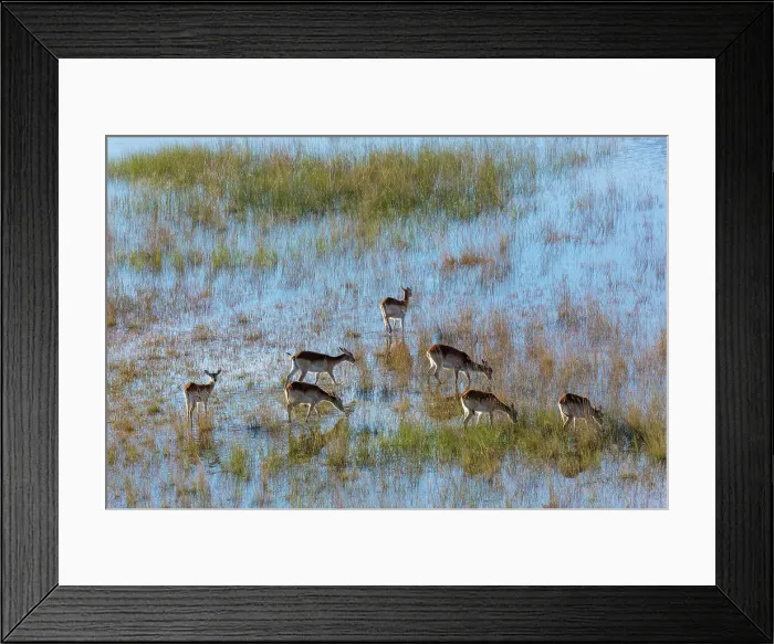 Framed Print : Aerial view of red lechwe (Kobus leche leche) Framed Print : Aerial view of red lechwe (Kobus leche leche)