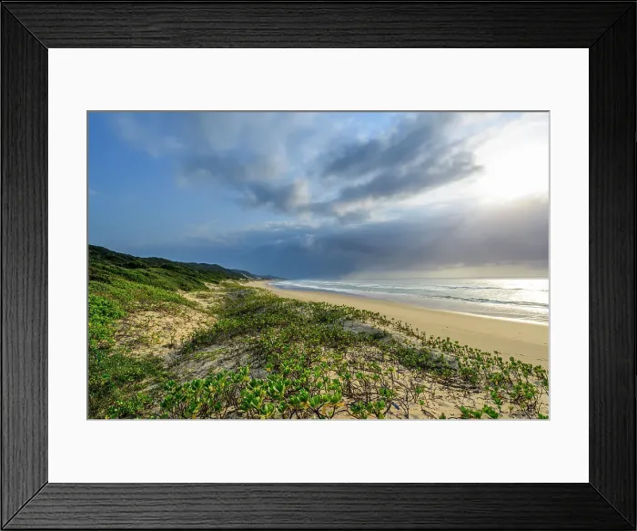 Framed Print : Mabibi. Costal view showing Inkberry, Beachberry, Gullfeed, Half Flower or Waxy Bush Framed Print : Mabibi. Costal view showing Inkberry, Beachberry, Gullfeed, Half Flower or Waxy Bush