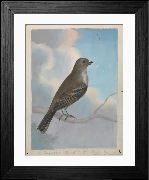 Framed Print : Bird James Sowerby 1756-1822 British Gouache Framed Print : Bird James Sowerby 1756-1822 British Gouache