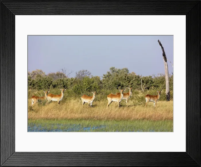 Framed Print : Red lechwe (Kobus leche leche) Framed Print : Red lechwe (Kobus leche leche)