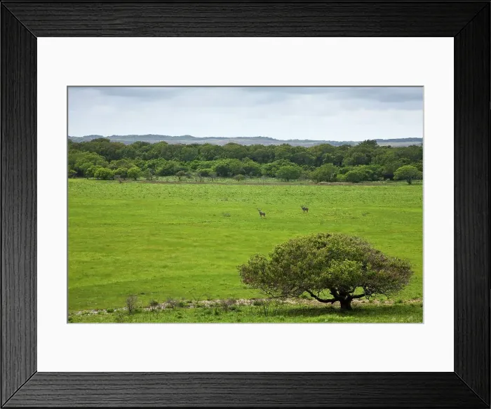 Framed Print : Greater kudu (Tragelaphus strepsiceros) on the Eastern Shores Framed Print : Greater kudu (Tragelaphus strepsiceros) on the Eastern Shores