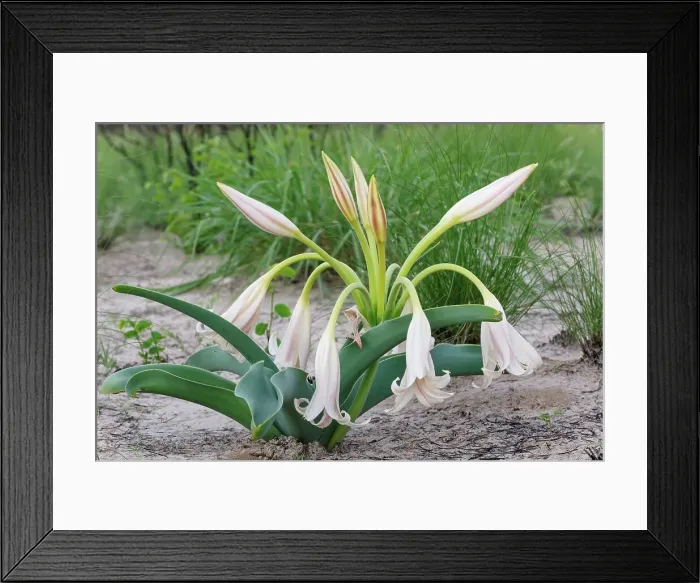 Framed Print : Grassland Safari Lodge. Central Kalahari Game Reserve Framed Print : Grassland Safari Lodge. Central Kalahari Game Reserve