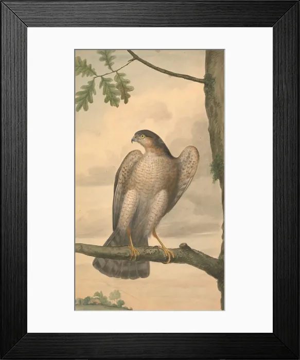 Framed Print : Hawk James Sowerby 1756-1822 British Watercolor Framed Print : Hawk James Sowerby 1756-1822 British Watercolor