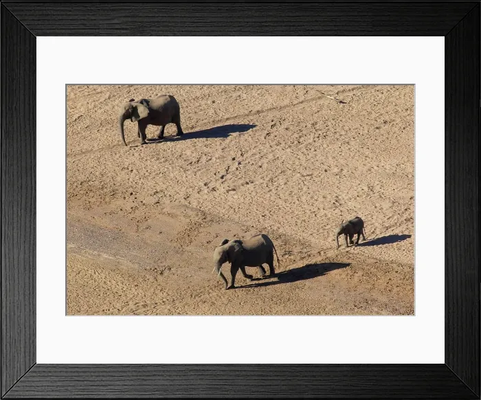 Framed Print : Elephant (Loxodonta africana) in Motloutse River bed