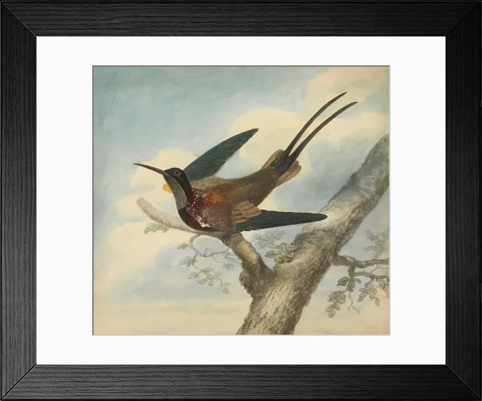 Framed Print : Bird Paradise Verso Sketch Flower James Sowerby