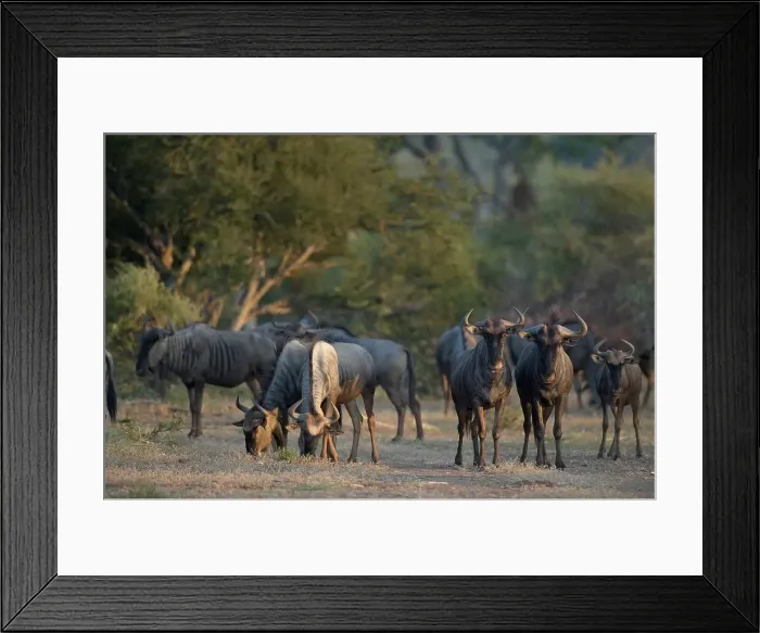 Framed Print : Blue Wildebeest (Connochaetes gnou) herd in veld Framed Print : Blue Wildebeest (Connochaetes gnou) herd in veld