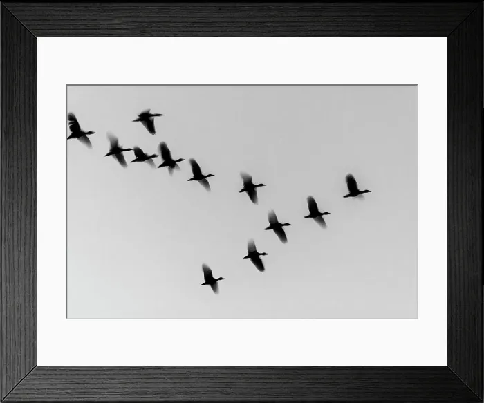 Framed Print : White-faced Whistling Duck (Dendrocygna viduata) in flight Framed Print : White-faced Whistling Duck (Dendrocygna viduata) in flight