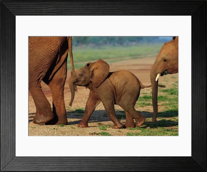 Framed Print : African bush elephant or African savanna elephant (Loxodonta africana) juvenile Framed Print : African bush elephant or African savanna elephant (Loxodonta africana) juvenile