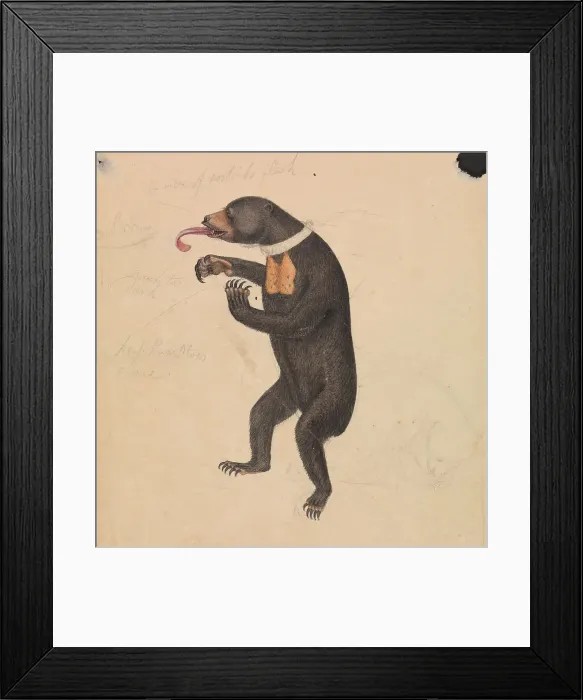 Framed Print : Sun-Bear James Sowerby 1756-1822 British Watercolor