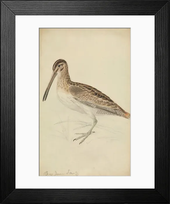 Framed Print : Snipe James Sowerby 1756-1822 British 1794 Framed Print : Snipe James Sowerby 1756-1822 British 1794